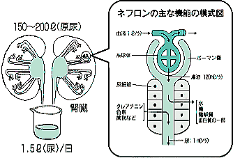 図：ネフロンの主な機能の模式図